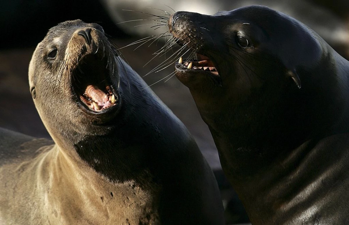 新英格兰水族馆从阿拉巴马领养了两只海狮