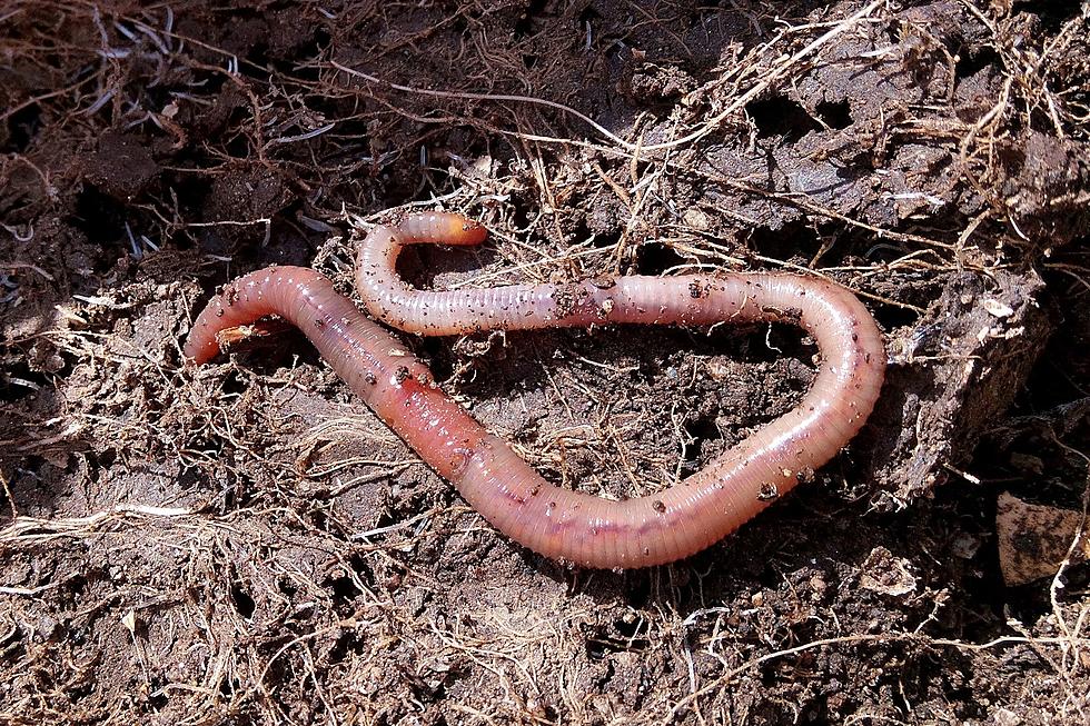 Massachusetts Gardeners Beware of Aggressive ‘Crazy’ Worms