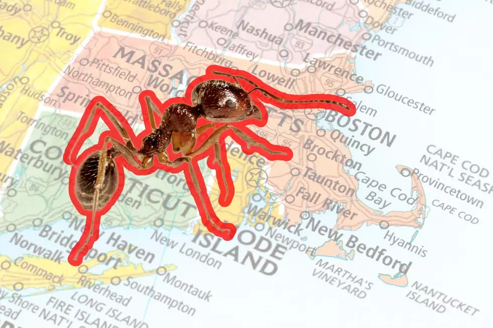 Massachusetts Already Has Stinging Red Fire Ants