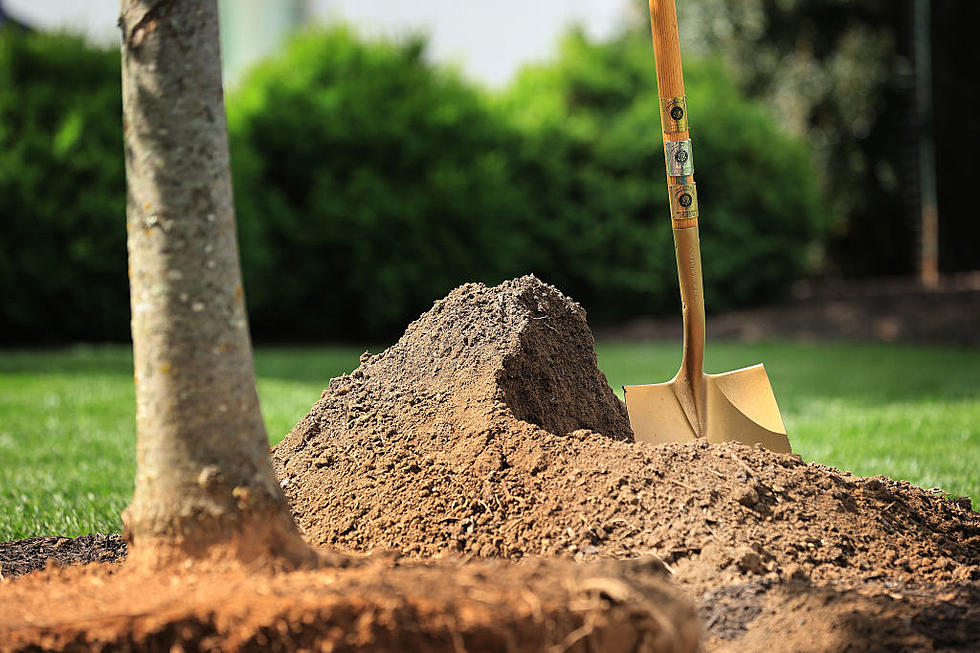 Massachusetts Is Planting Thousands of Trees in New Bedford