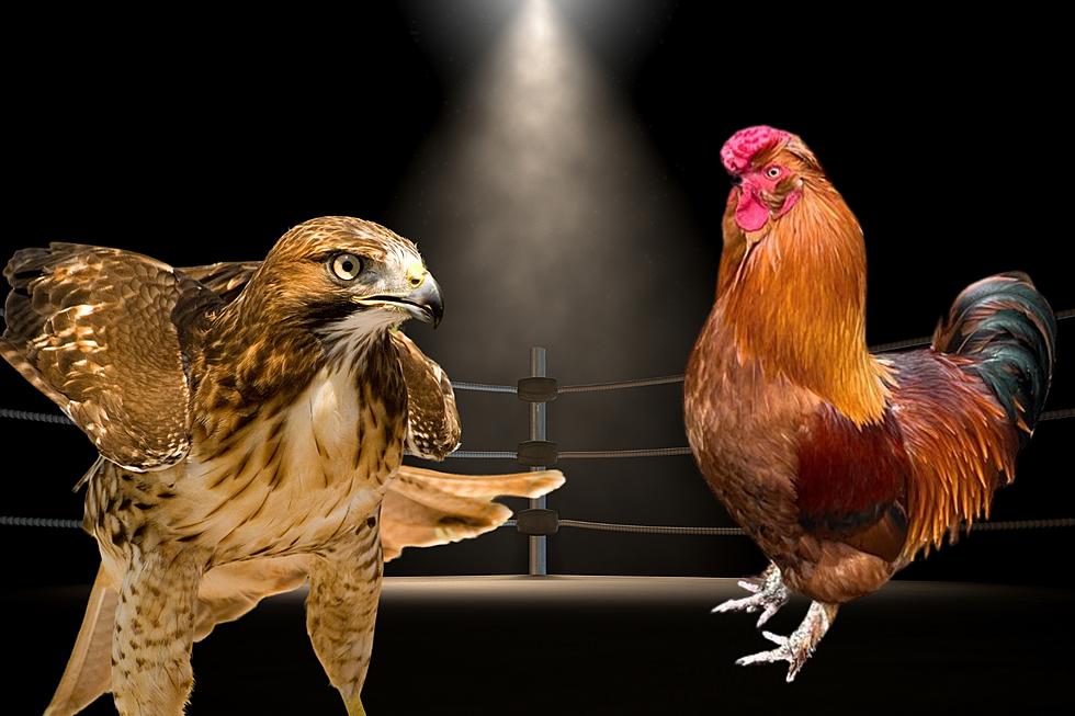 Mattapoisett Rooster Wins Battle Against Hungry Hawk