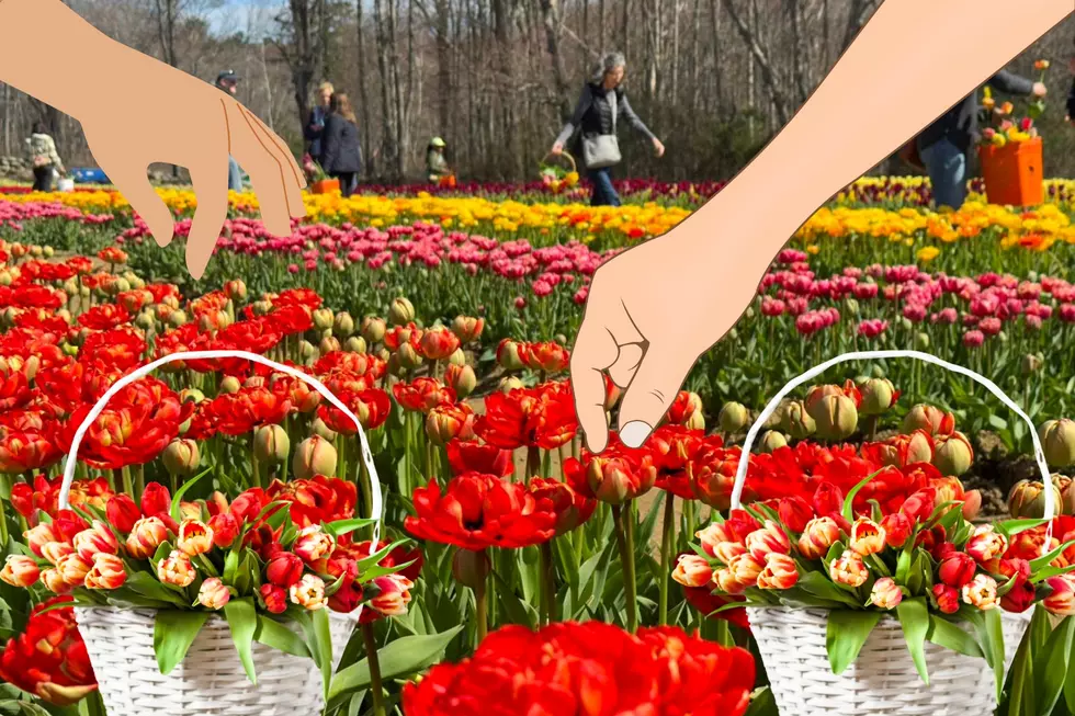 Massachusetts and Rhode Island Tulip Farms Where You Can Hand-Pick Your Flowers