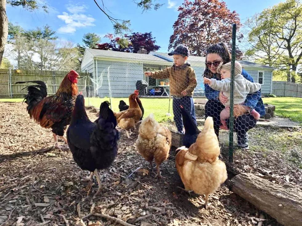 Howie Carr Producer Taylor Cormier Raising Chickens In Acushnet