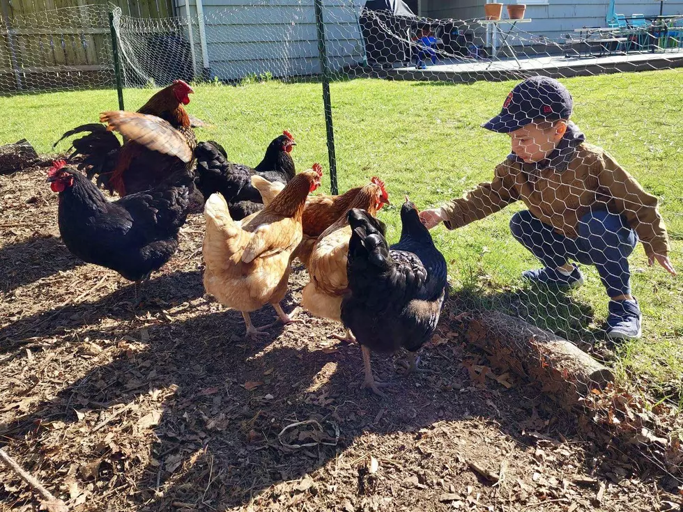 Howie Carr Producer Taylor Cormier Raising Chickens In Acushnet