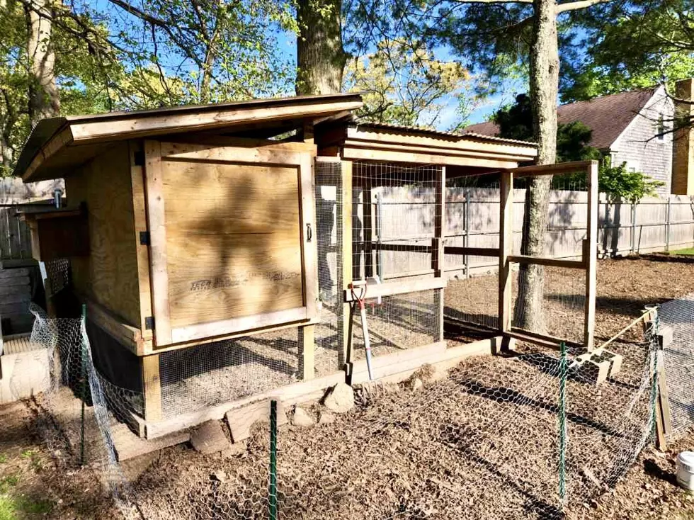 Howie Carr Producer Taylor Cormier Raising Chickens In Acushnet