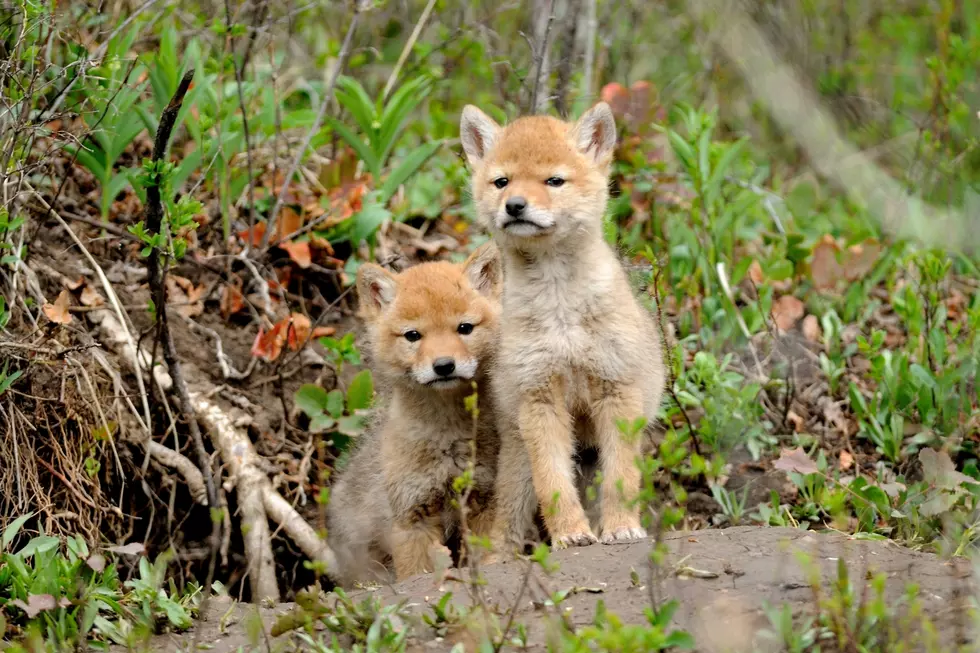 The Arrival of Cape Cod&#8217;s Coyote &#8216;Foster Siblings&#8217;