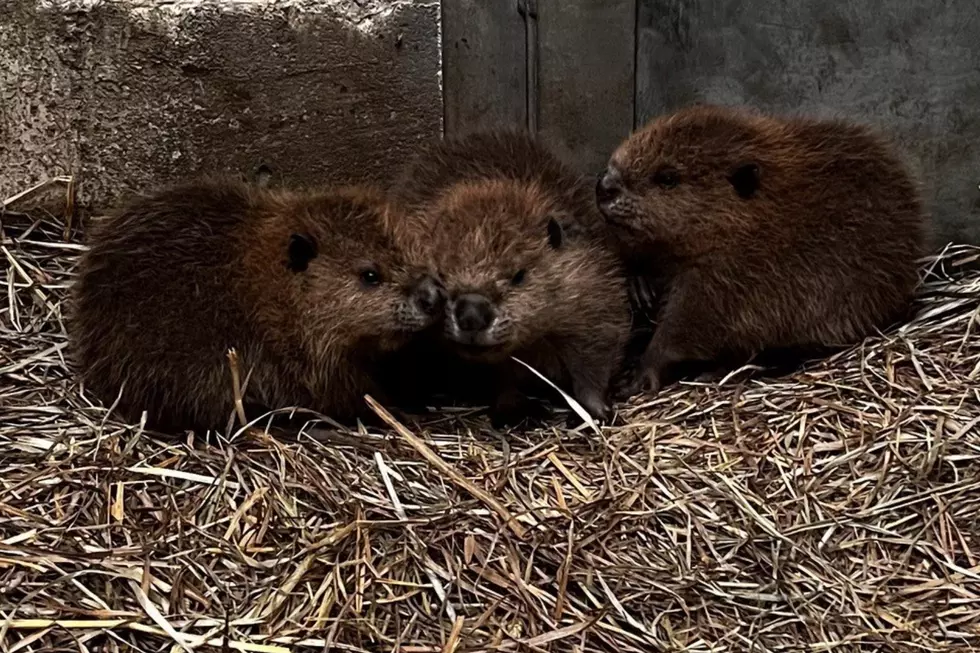 New Bedford’s Buttonwood Park Zoo Welcomes Three New Beaver Kits