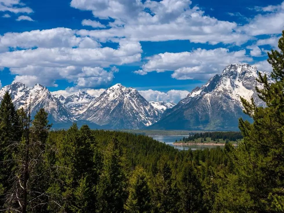 How A Massachusetts Man Survived A Grizzly Attack In Wyoming