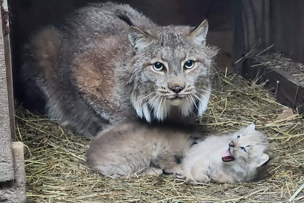 Buttonwood Park Zoo Welcomes First Canada Lynx Kittens
