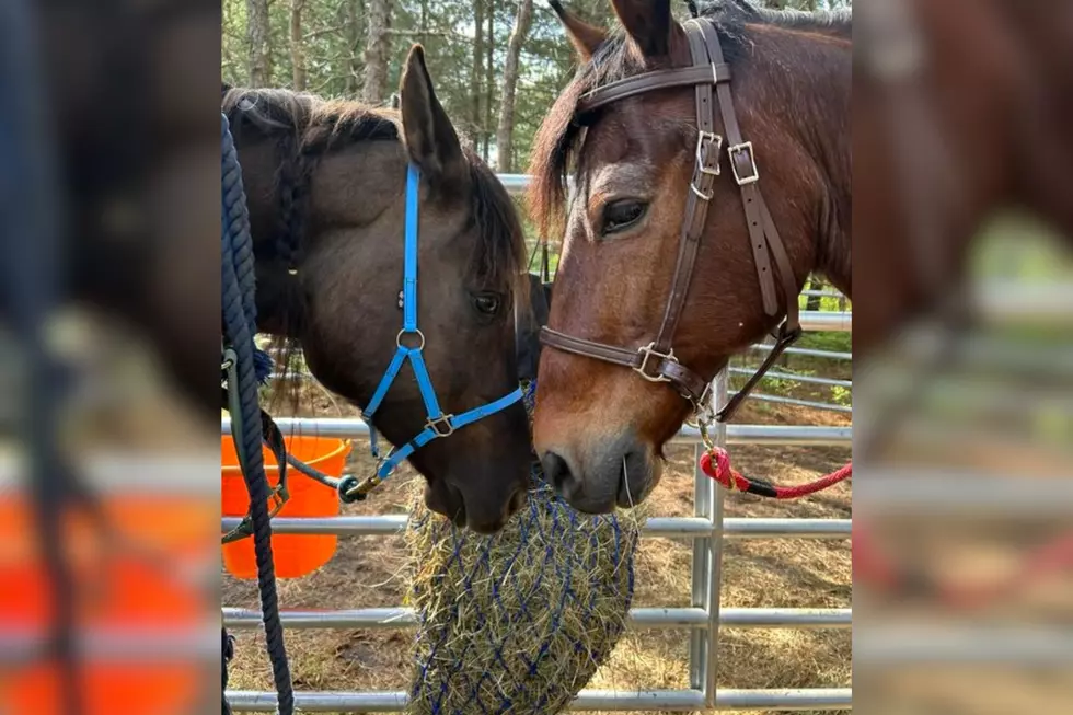 Runaway Horses on Wareham Highway Returned With Community’s Help