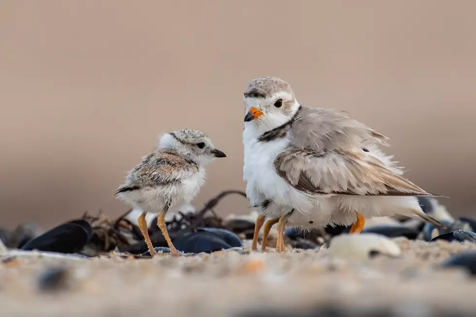 New Bedford’s East Beach Becomes Home to Endangered Bird Species
