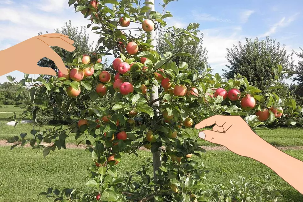 Massachusetts & Rhode Island Apple Picking Guide