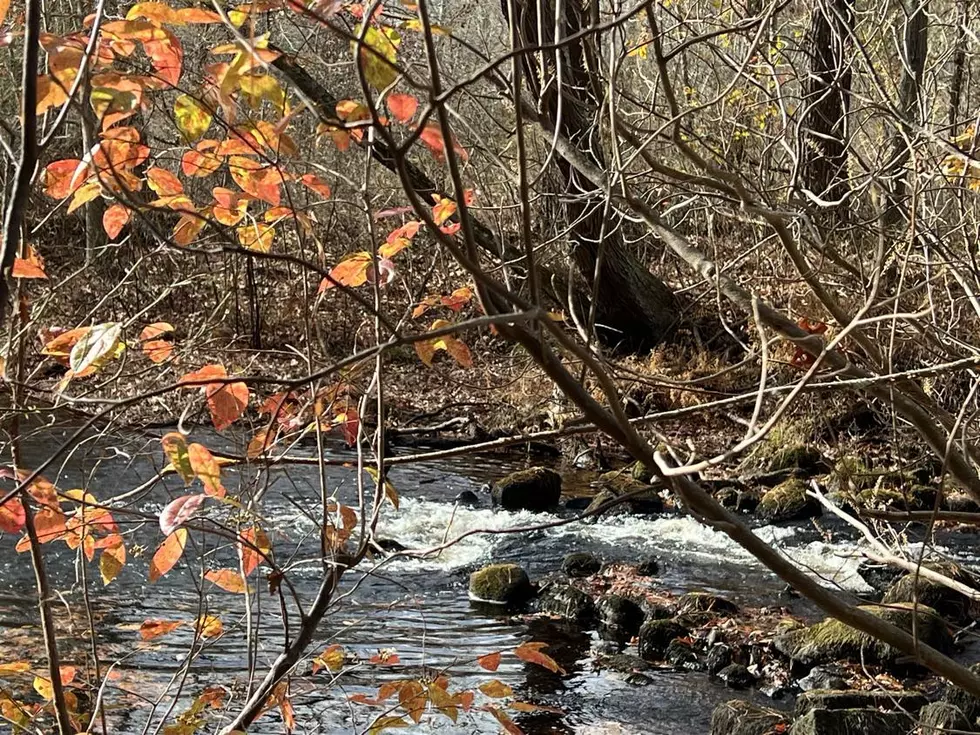 Westport's Mill Pond Conservation Area A Nice Place To Chill