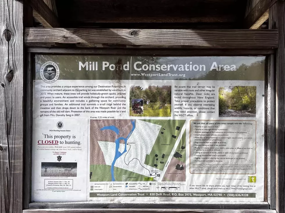Westport's Mill Pond Conservation Area A Nice Place To Chill