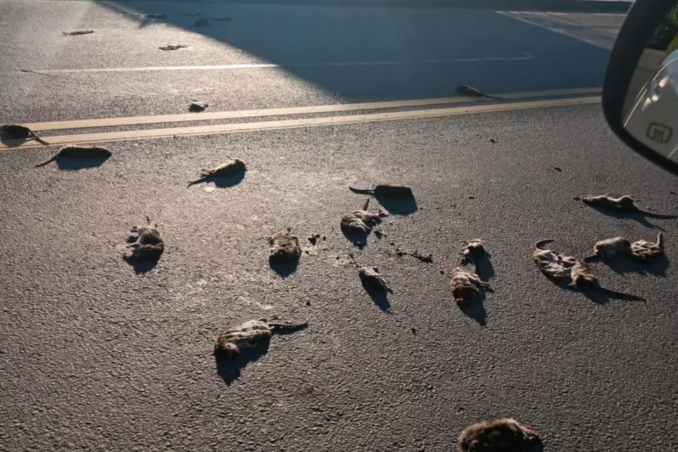 City of New Bedford Responds to Massive Rat Infestation Near Airport