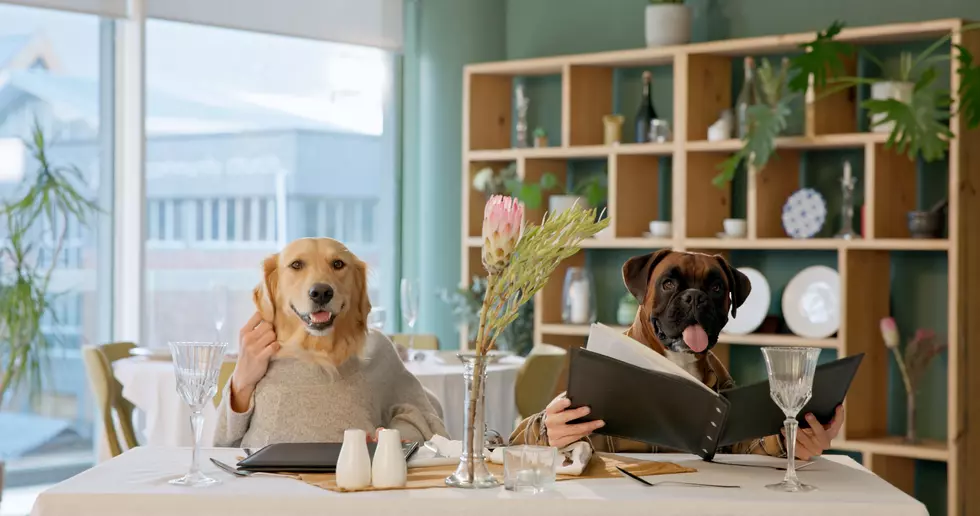 A Plymouth Restaurant Just Launched a Menu Specifically for Dogs