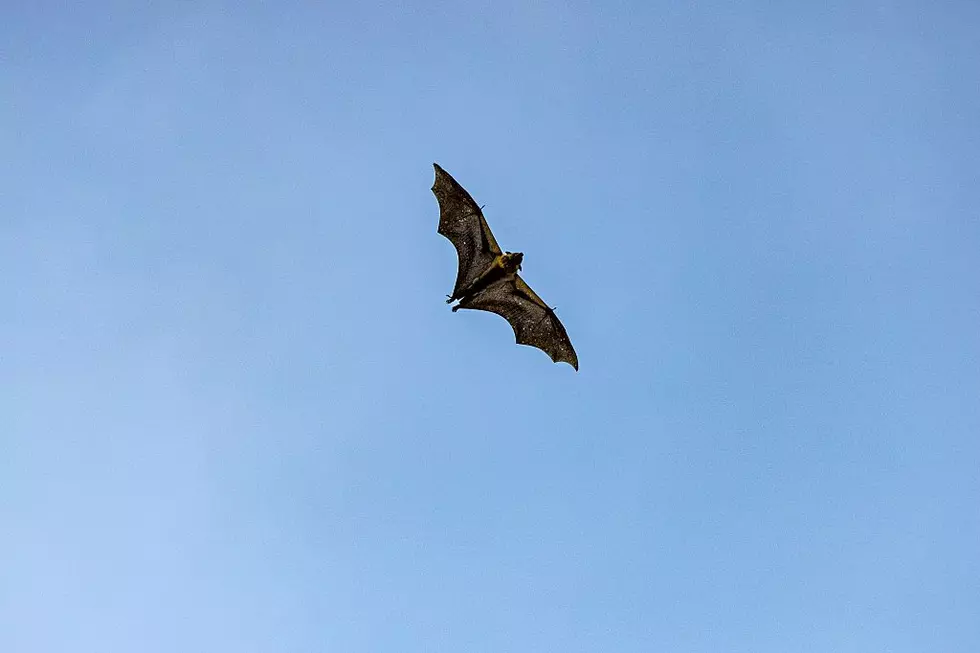 Massachusetts Bat Eviction Season Is Almost Here
