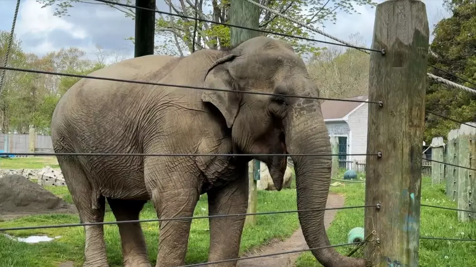 Animal Advocates Renew Push to Relocate Emily, Massachusetts’ Last Elephant, to Sanctuary