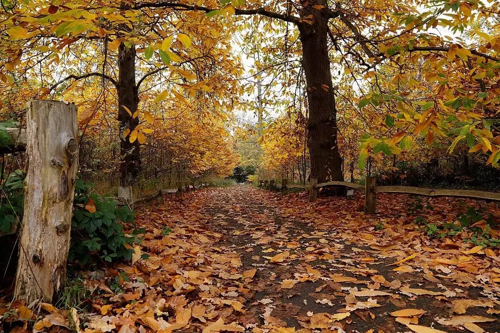 Think Dumping Autumn Leaves in the Woods Is Legal in Massachusetts? Think Again