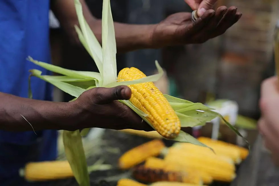 Fresh Massachusetts Sweet Corn Season Is