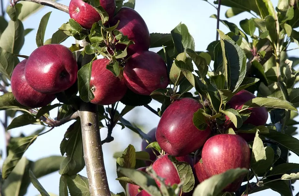 Massachusetts Gave America The Gift Of The Apple