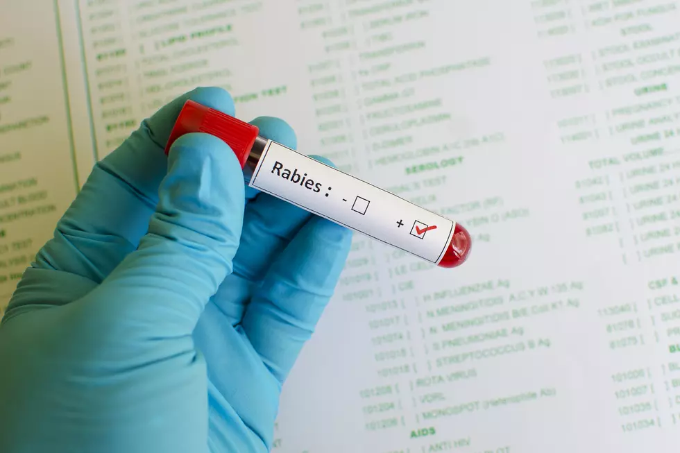 Rabid Raccoon in Marion