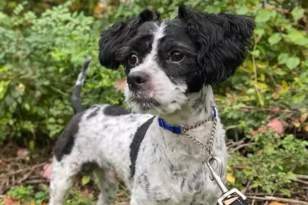 New Bedford Dog Rescued From Abuse Now Needs a New Home