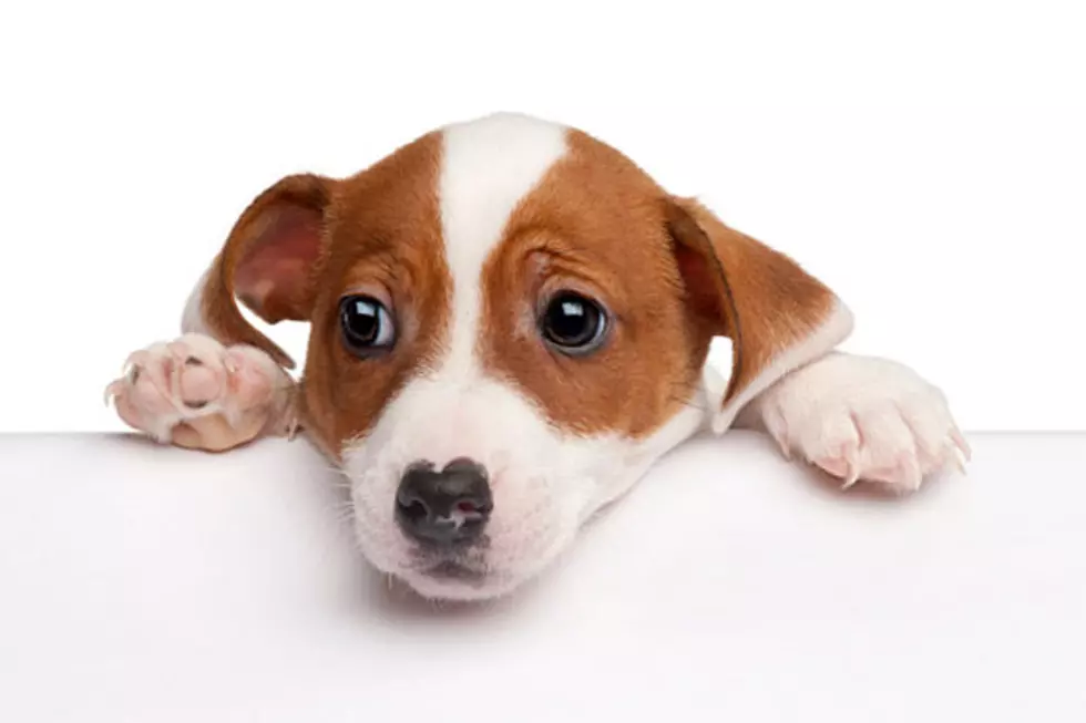 FDA Warning Dog Owners About Bone Treats
