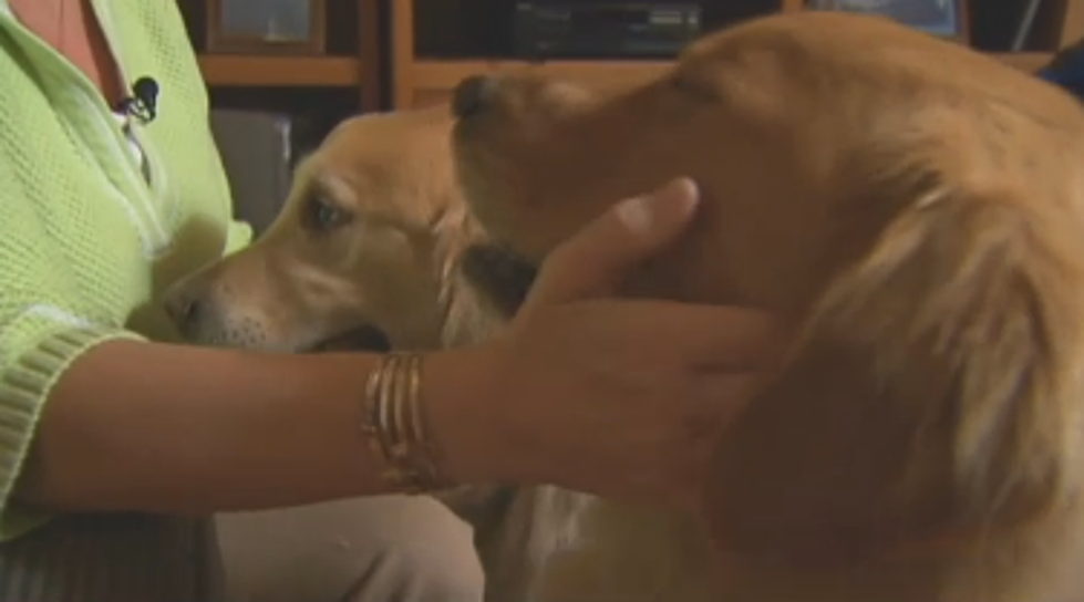 Cape Cod Dog Is A Hero After Rescuing It’s Brother