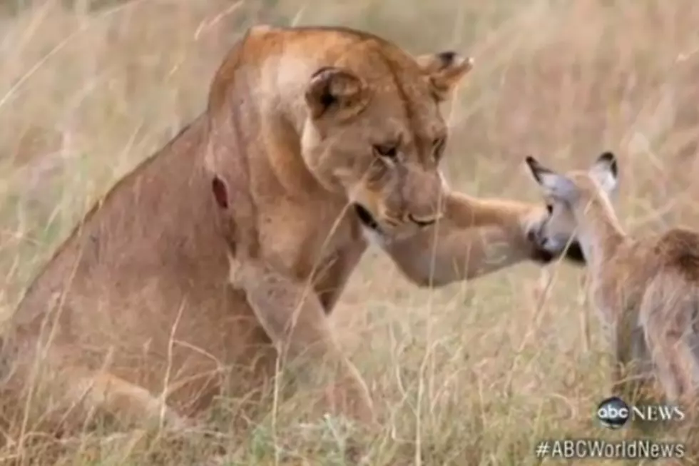 Lion Adopts Baby Antelope [VIDEO]