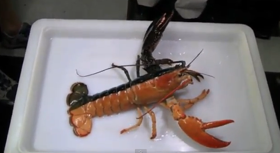 Halloween Lobster Debuts At New England Aquarium