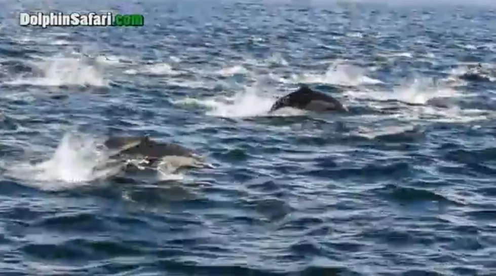 Dolphin Stampede Overtakes Whale Watching Boat [VIDEO]