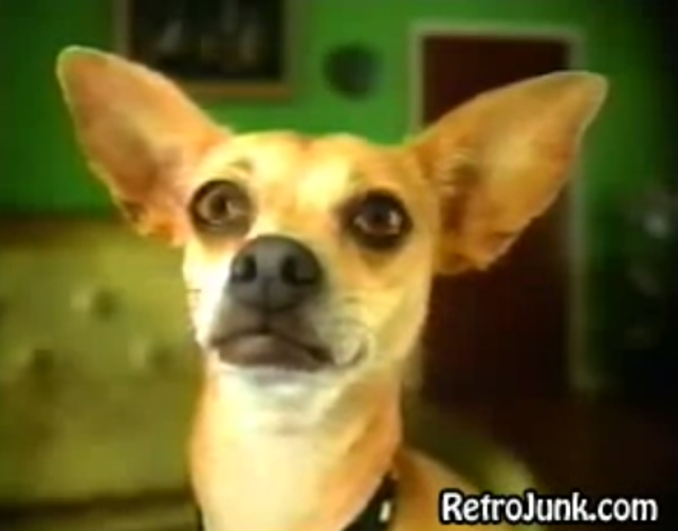 The Taco Bell Dog — “Back In The Day” Flashback