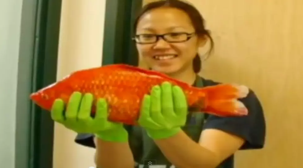 Giant Goldfish Found in Lake Tahoe