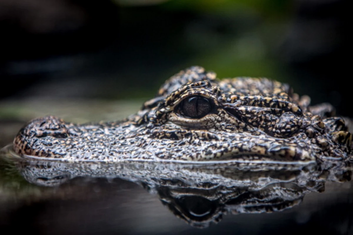 Over 1,600 crocodile skins seized in S. China