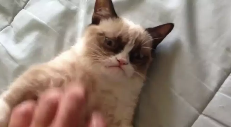 “Grumpy Cat” Is The New Friskies Spokes-cat