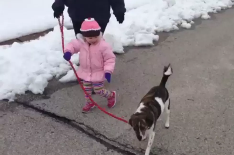 Little Girl Loves To Walk Her Dog [VIDEO]