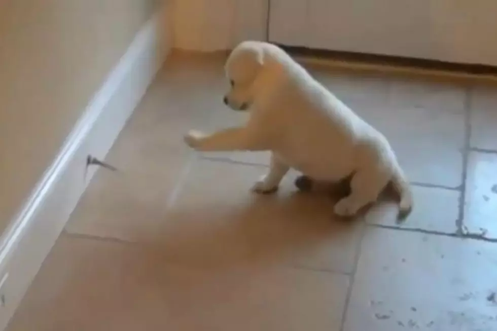 Puppy Battles With Doorstop