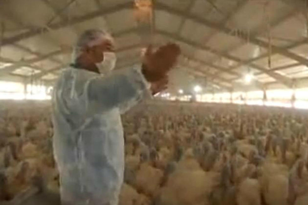 Farm Of Turkeys Gobble Response To Farmer In Unison [VIDEO]