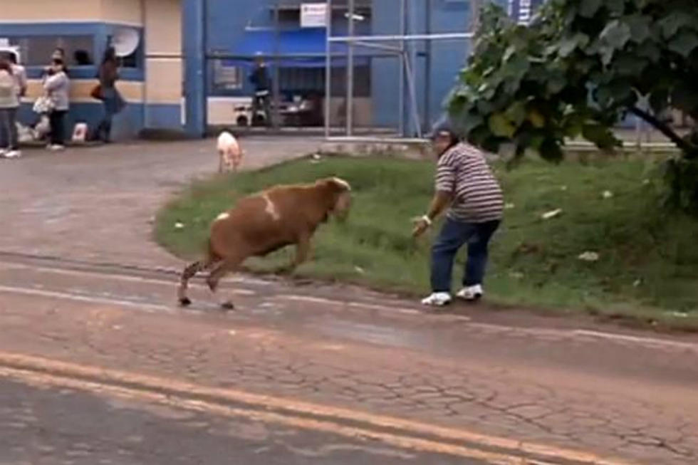 Goats Terrorizes Streets Of Brazil [VIDEO]