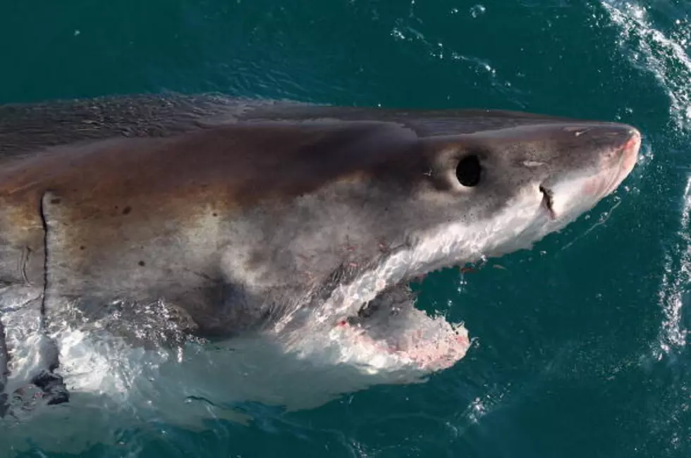 A Great White Shark Is In The Waters Near Cape Cod