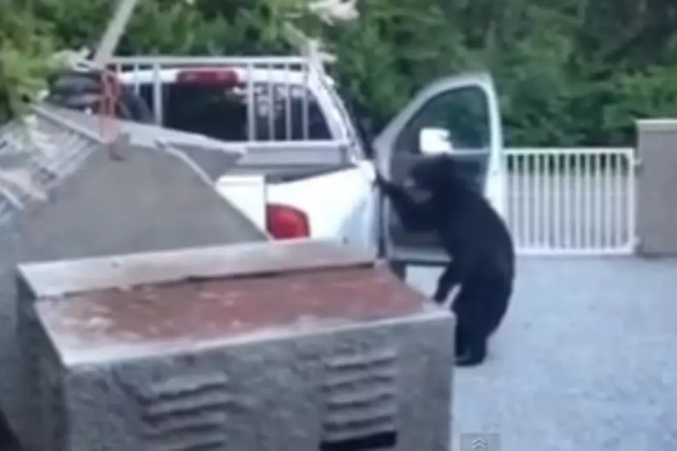 Bears Can Now Break Into Cars [VIDEO]