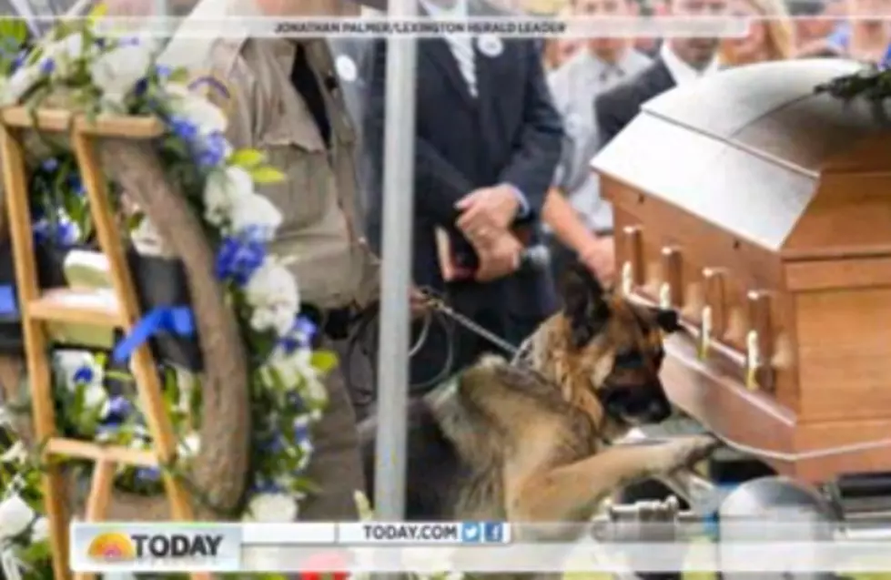 Police Dog Pays Respects To Fallen Partner