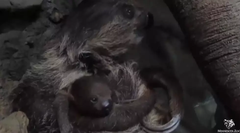 Watch This Baby Sloth Eating Breakfast and Go Awww [VIDEO]