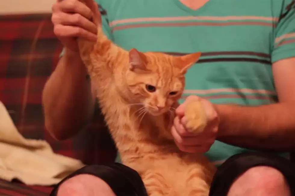 Dubstep Dancing Cat [VIDEO]