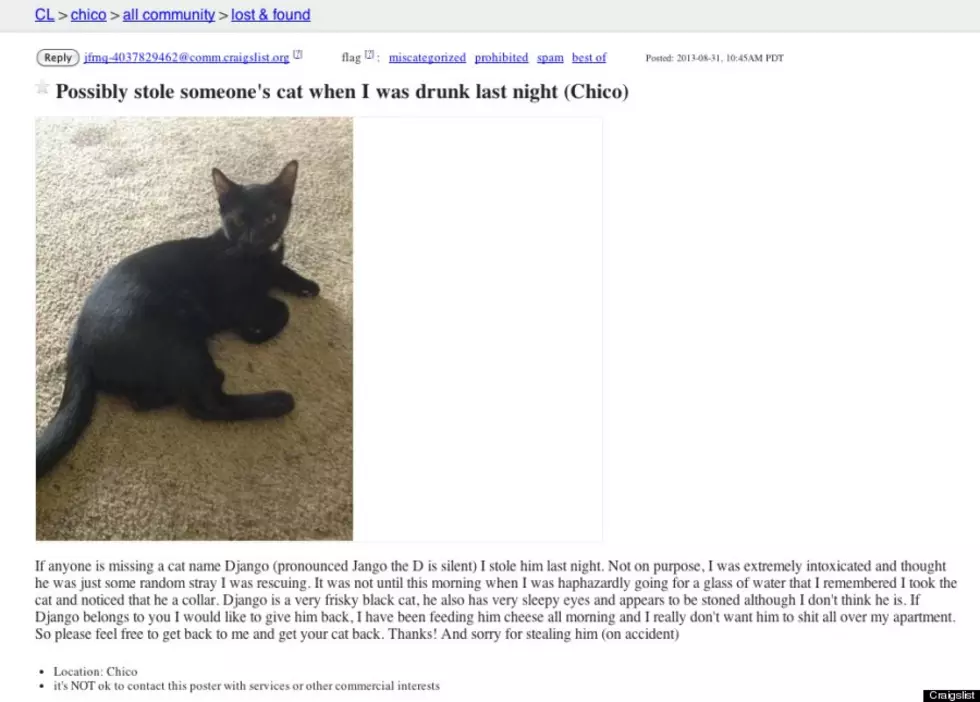 Man Steals A Cat While Drunk And Then Confessed To It On Craigslist