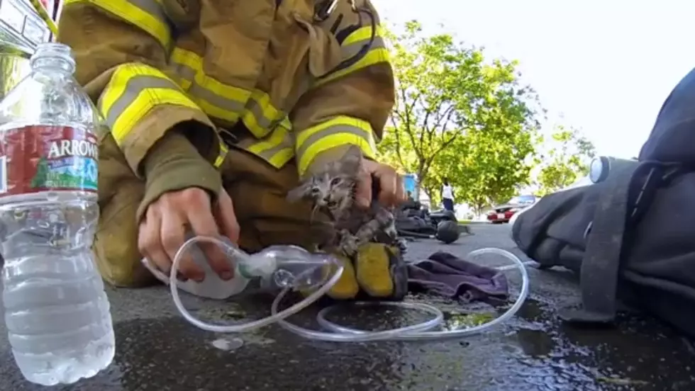 Watch Incredible Video of Fireman Saving a Kitten&#8217;s Life