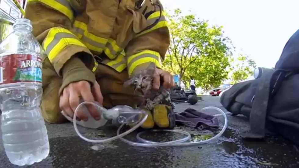 Watch Incredible Video of Fireman Saving a Kitten’s Life