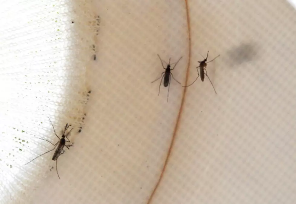 Mosquito Risk Not Over Yet In New Bedford