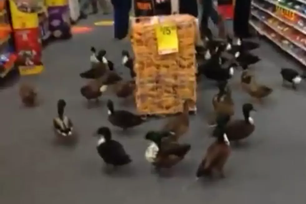 Duck Invasion At CVS [VIDEO]